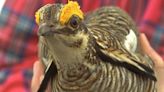 Senate votes to overturn lesser prairie-chicken rule despite veto threat