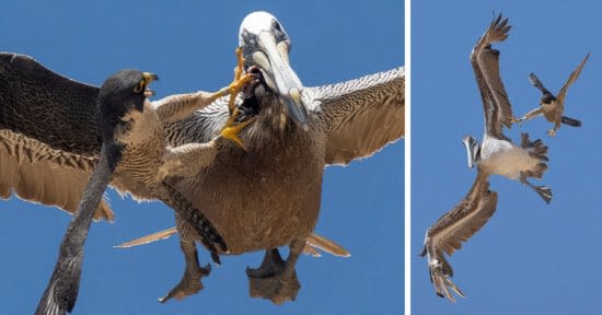 Photographer Found Guilty of Disturbing Extremely Rare Bird of Prey