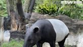 日本馬來貘抵台時就已經無呼吸 動物園將解剖及檢討運輸過程