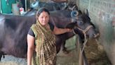 Aajeevika Mission: Chhaya Didi Of Khargone Transforms Into 'Lakhpati Didi' Through Dairy Business