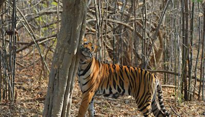 Tribals launch protests against eviction from 54 tiger reserves