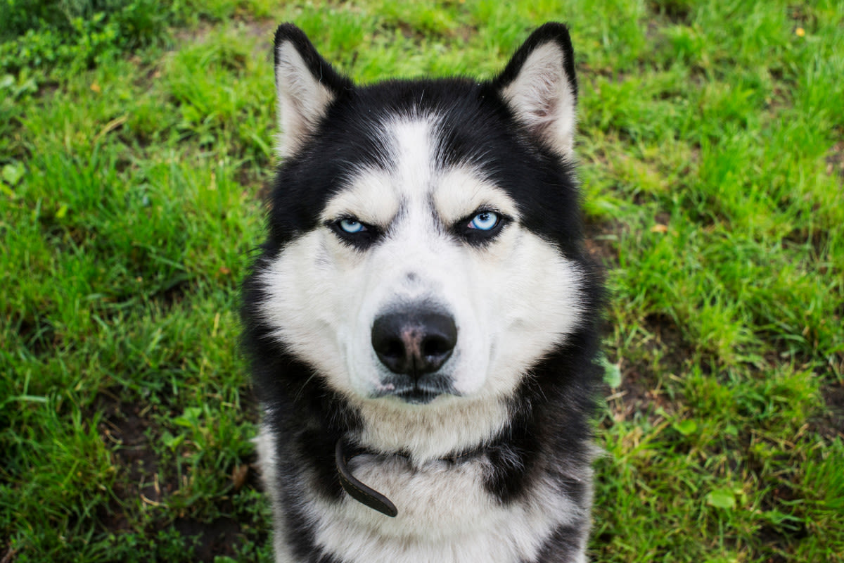 Dog Mom Makes Her Husky ‘Do Chores’ and People Are So Here for It