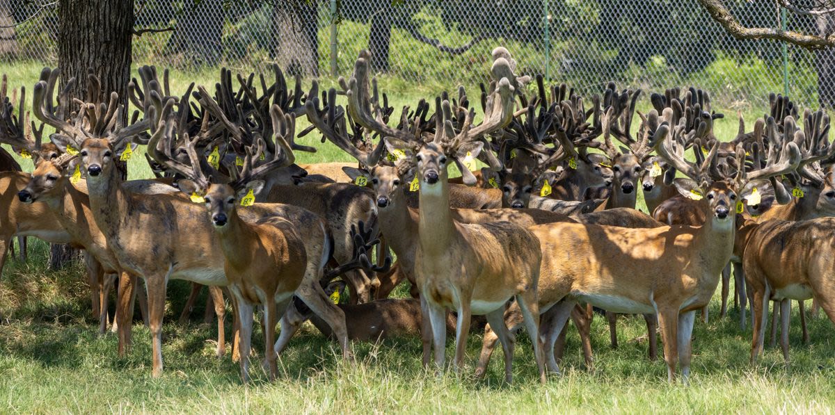 Texas Slaughters Hundreds Of Diseased Deer Over 85-Year-Old Rancher’s Protests