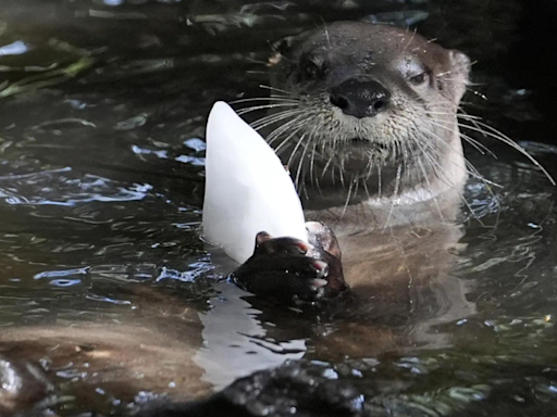 Frozen treats, cold showers and lots of ice; Florida zoo works to protect animals from summer heat - Times of India