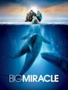 Big Miracle