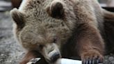 Female bears ‘may choose dens near humans to keep threat of males away’