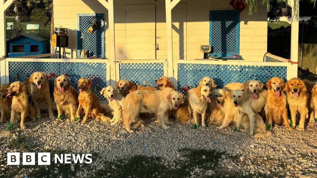 Eastbourne charity scrambles to save dogs amid cull fears