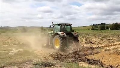 Los agricultores de Fitou hacen frente a la sequía cambiando sus viñas por aloe vera y otras hierbas aromáticas