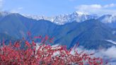 梨山四大鏡頭君美景一覽無遺 上梨山賞雪景看櫻花