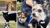 5 pets at RSPCA Essex who are searching for their forever homes