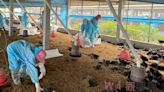 雲林縣禽流感疫持續升溫 今撲殺2萬4千多隻土雞