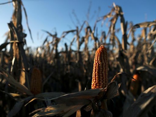 Clima helado en Argentina en próximos días ayudaría lucha contra chicharritas: Bolsa Cereales Buenos Aires