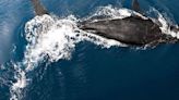 Catching the tail end of humpback whale watching season in Hawaii