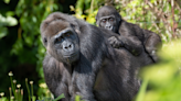 Baby Gorilla Erupts Into Fits of Laughter While Playing with Beloved Dad