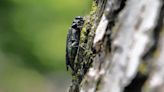 Invasive emerald ash borer endangers cultural keystone tree species