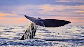 Artificial intelligence decodes whale 'alphabet'