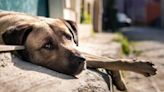 Día Internacional del Perro: "Además de adoptar, hay muchas formas de ayudar"