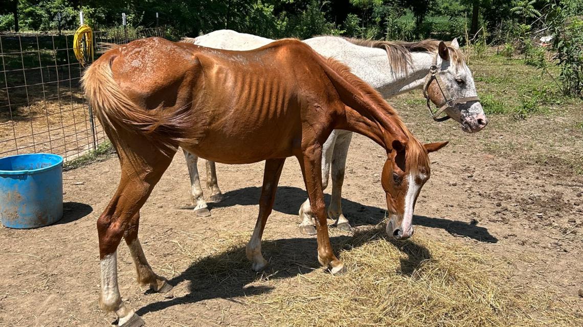 2 charged with animal cruelty after 348 animals seized in Owen County