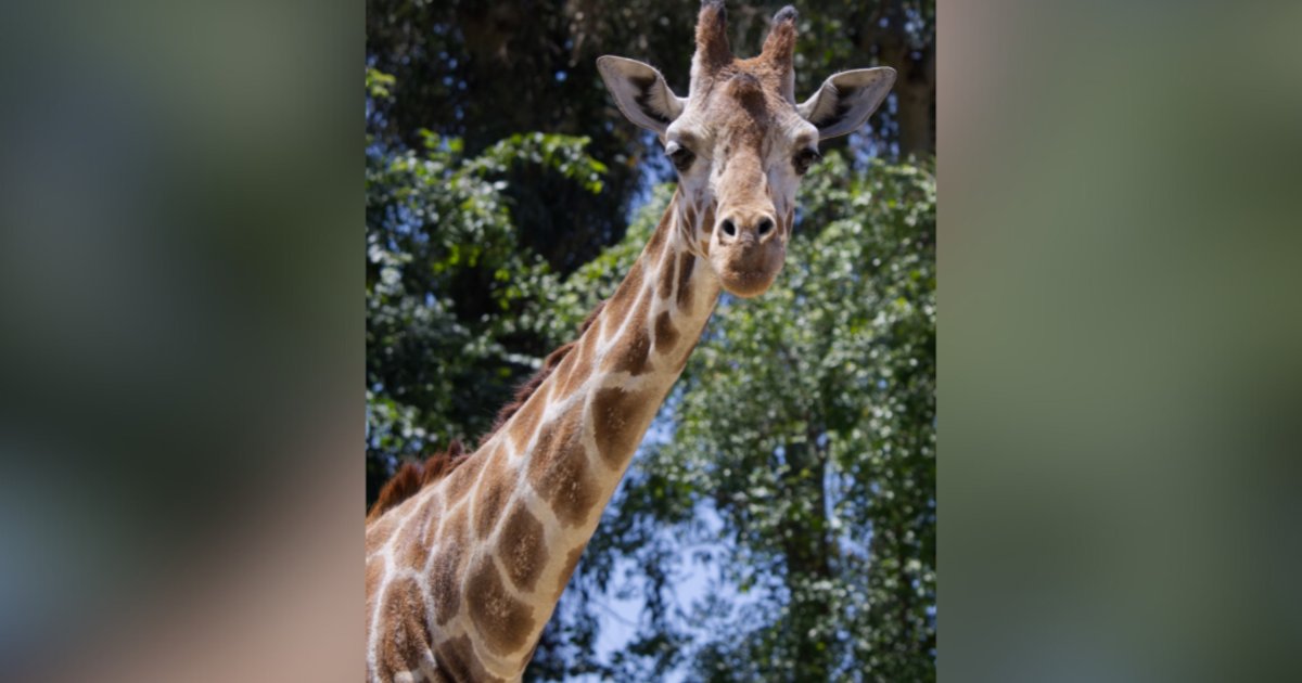 Sacramento Zoo's iconic giraffe, Skye, dies after battling age-related issues