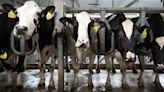 Bird flu virus detected in Iowa dairy herd for first time