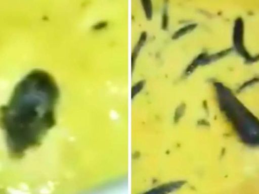 Hyderabad JNTU hostel horror: Rat found swimming in chutney. Video goes viral - The Economic Times