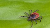 How to Identify Common Types of Ticks