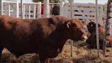 Este año los toros de las cabañas santafesinas tuvieron un retraso en su valoración en kilos de novillo