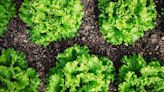 10 Plants That Should Never Share Soil With Lettuce, According to Gardening Experts