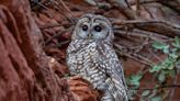 U.S. Officials Plan to Save Spotted Owls by Killing Up to 470,000 Barred Owls