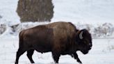 Drunken Idahoan injured while kicking Yellowstone bison in the leg