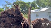 Fallen tree nearly crushed two homes due to severe weather