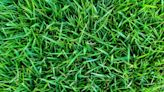 5 Types of Lawn Grass to Consider for Your Yard