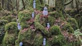 Japanese tree spirits find home in 'unique' forest