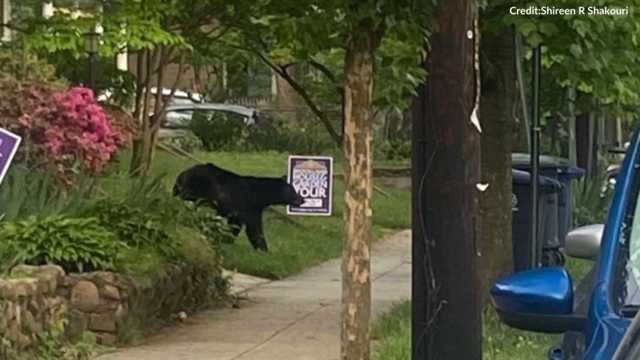 Black bear spotted in Northeast DC neighborhood