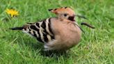 Hoopoe visits Bridgham garden and stays for three days