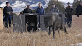 It’s a pup! Colorado wildlife officials confirm Grand County wolves have reproduced.