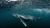 Usarán los cables submarinos que llevan internet para detectar y escuchar a las ballenas