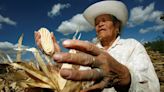 Mexican lawmakers push wider pesticides ban; farm groups alarmed
