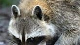 Raccoon invades pitch during MLS game