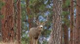 Who penalizes poachers in California? Who can co-sign deer, elk tags?