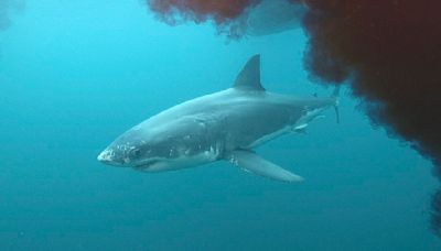 Man bitten in horror shark attack at remote beauty spot beach