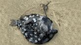 Super Rare Pacific Footballfish Washes Up on Cannon Beach, Oregon