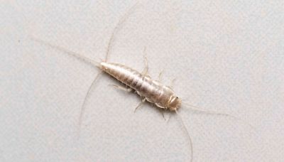 How to Get Rid of Silverfish—and Prevent Future Infestation