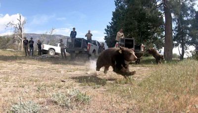 Orphaned Black Bear Cub Siblings Return to the Wild After Being Rehabbed by San Diego Humane Society