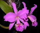 Cattleya labiata