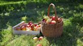 Apples, pawpaws, and pumpkins: Fall festivals abound in York and Adams counties