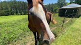 SUMMER SAFETY: Caring for pets and livestock in the heat