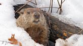 Are marmots dangerous? Fearsome fiends or furry friends?