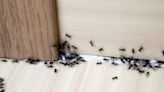 Nine methods to get rid of ants in your home for good