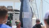 What to know about 2024 Big Rock Blue Marlin Tournament: Cash prizes, schedule